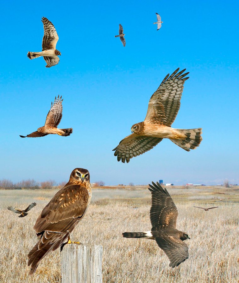 Northern Harrier 4